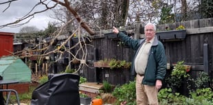 'Dangerous' tree issue unresolved as council 'can't trace' landowner